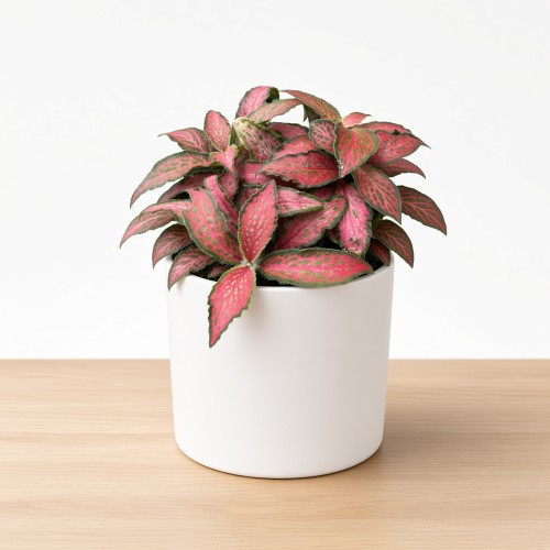 Fittonia verschaffeltii Forest Flame Fitonia P9