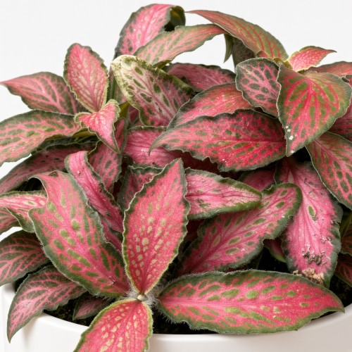 Fittonia verschaffeltii Forest Flame Fitonia P9