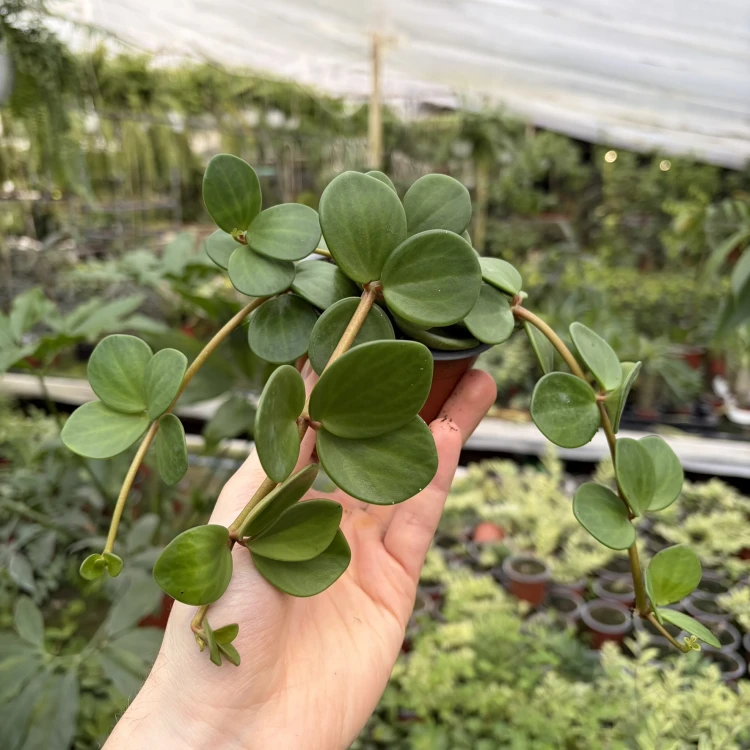 Peperomia tetraphylla Hope P9