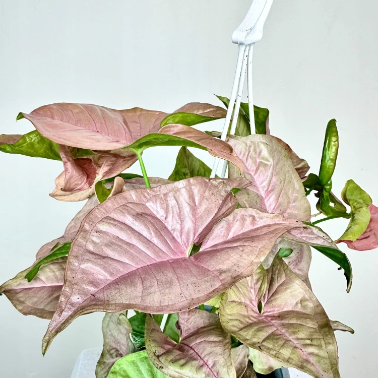 Syngonium Neon Robusta Zroślicha P15 wisząca #3