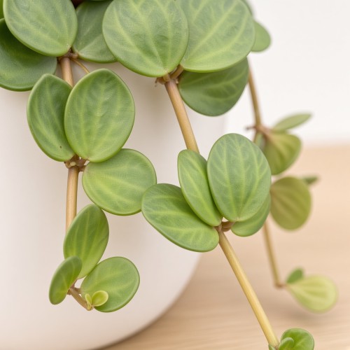 Peperomia tetraphylla Hope P9