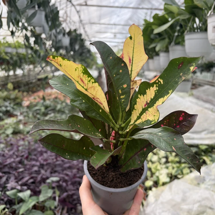 Kroton Wilma Codiaeum variegatum P11