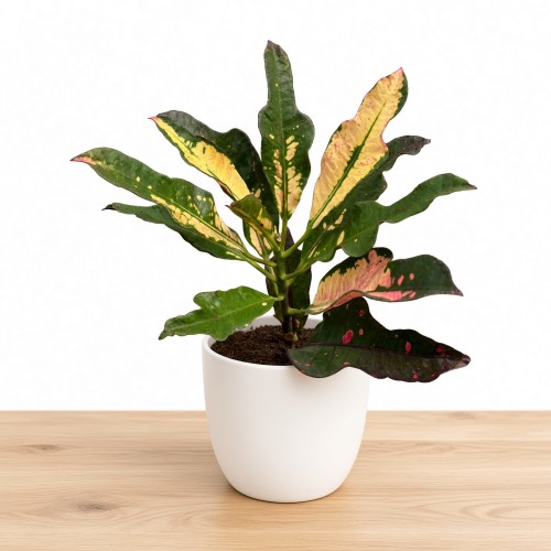 Kroton Wilma Codiaeum variegatum P11
