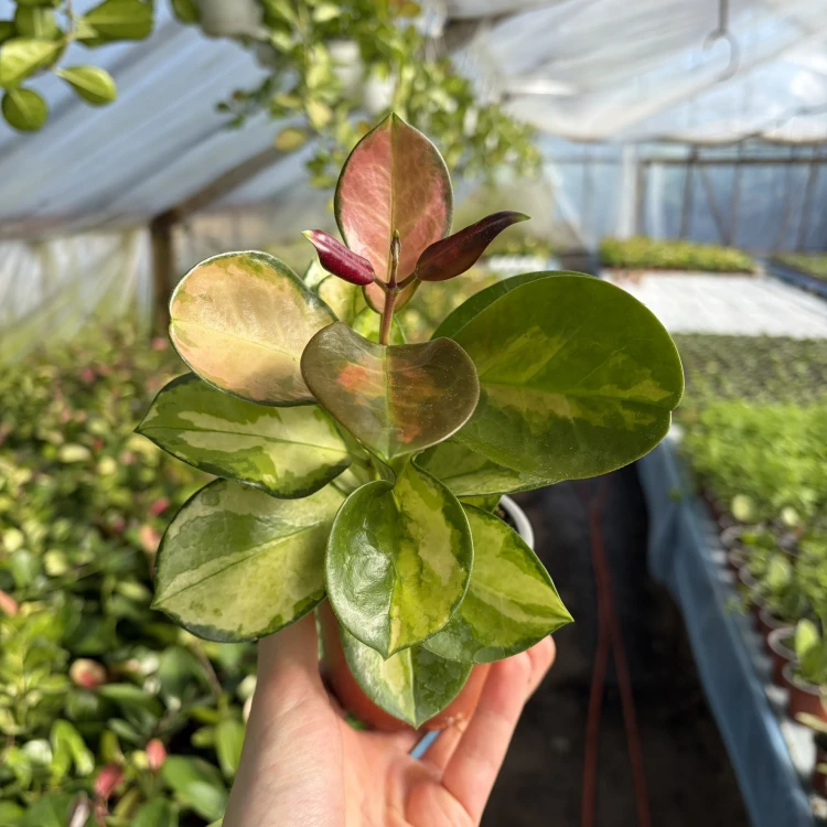 Hoya Australis Lisa Hoja P9