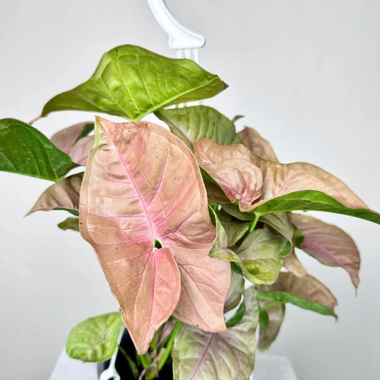 Syngonium Neon Robusta Zroślicha P15 wisząca #4