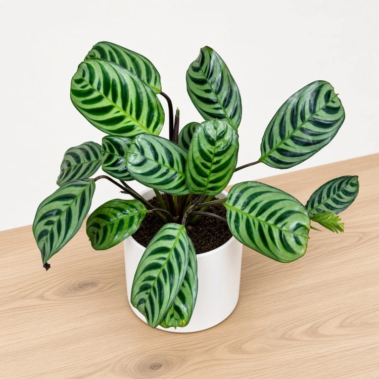 Ctenanthe burle-marxii Fishbone P9