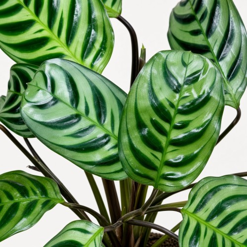 Ctenanthe burle-marxii Fishbone P9