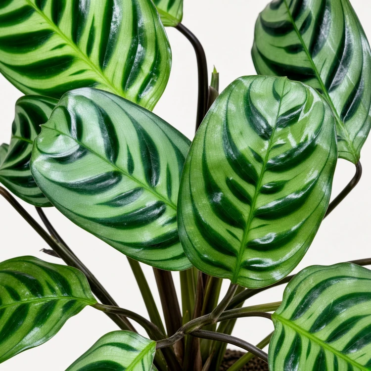 Ctenanthe burle-marxii Fishbone P9