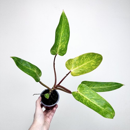 Philodendron Painted Lady Filodendron P9 #1