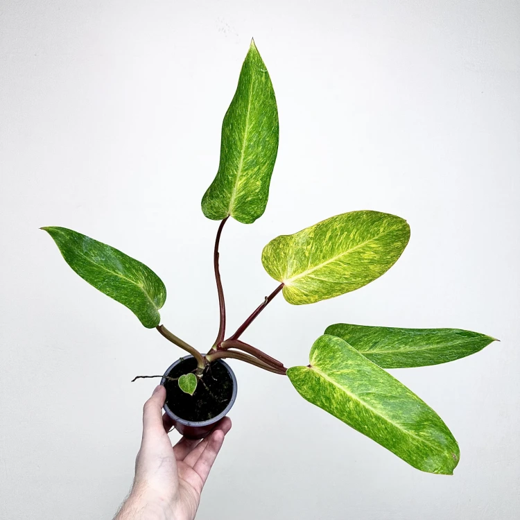 Philodendron Painted Lady Filodendron P9 #1