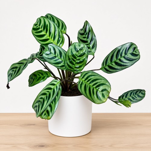 Ctenanthe burle-marxii Fishbone P9