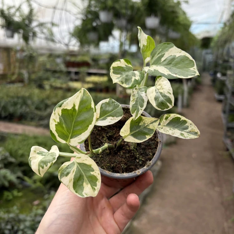 Epipremnum Pearls and Jade | White Panther P9