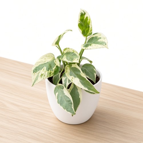 Epipremnum Pearls and Jade | White Panther P9