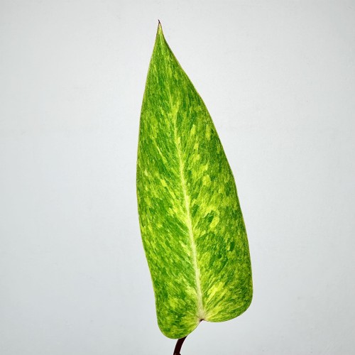 Philodendron Painted Lady Filodendron P9 #2