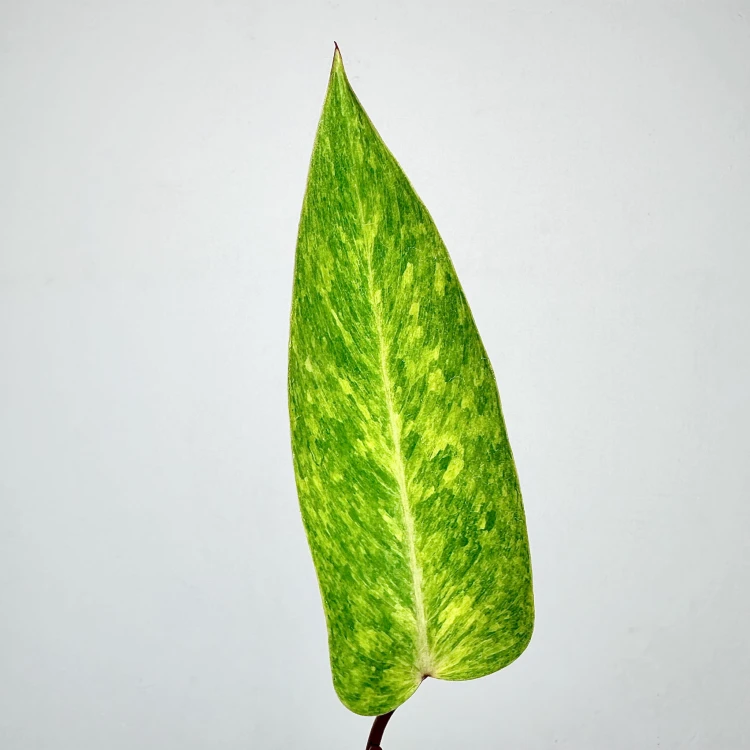 Philodendron Painted Lady Filodendron P9 #2