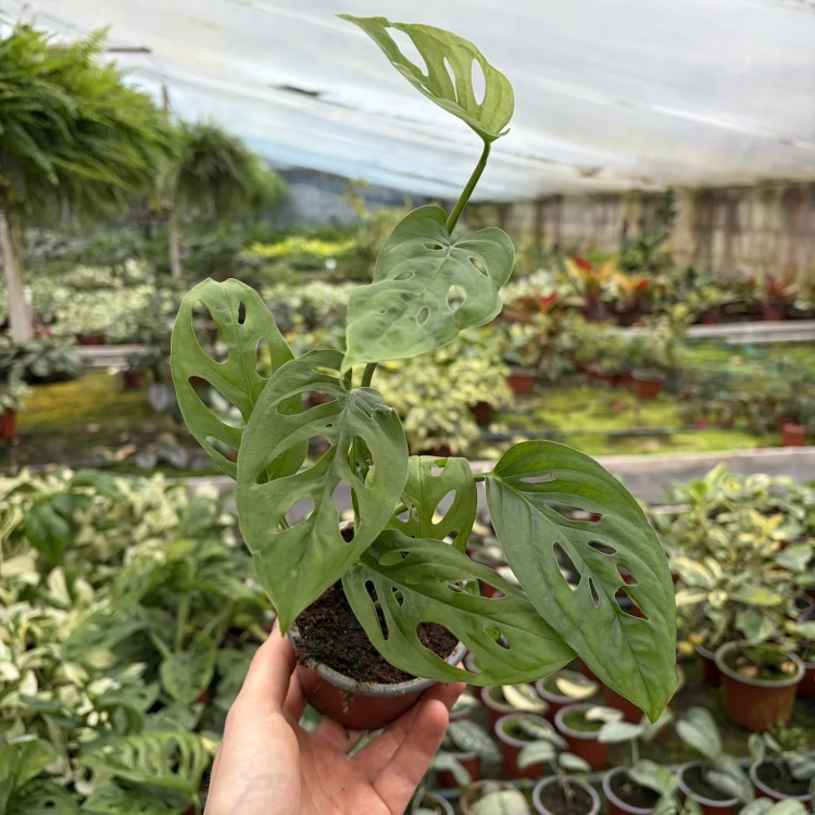 Monstera adansonii var. laniata P9