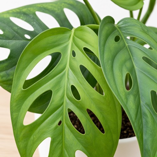 Monstera adansonii var. laniata P9