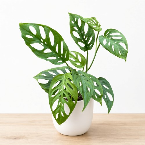 Monstera adansonii var. laniata P9