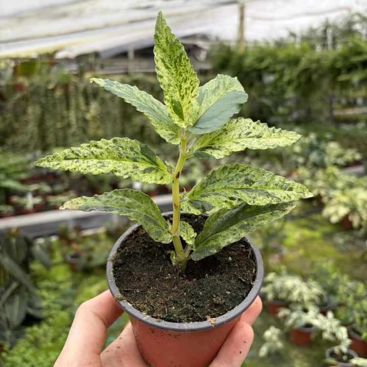 Pellionia repens Variegata P9