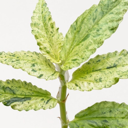 Pellionia repens Variegata P9