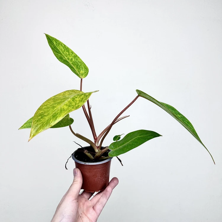 Philodendron Painted Lady Filodendron P9 #3