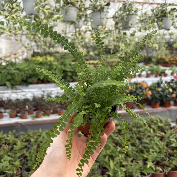 Paproć Duffy Nephrolepis P9
