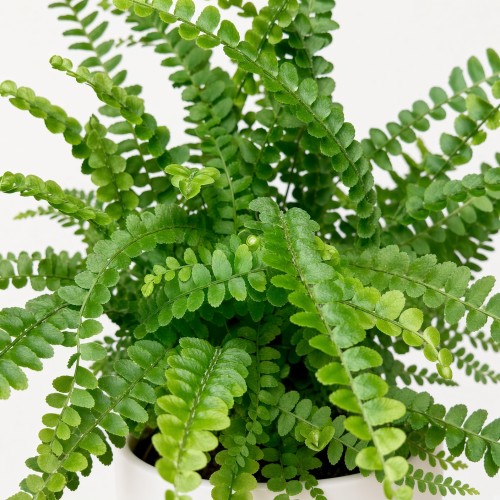 Paproć Duffy Nephrolepis P9