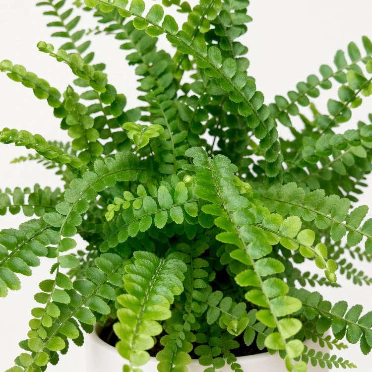 Paproć Duffy Nephrolepis P9