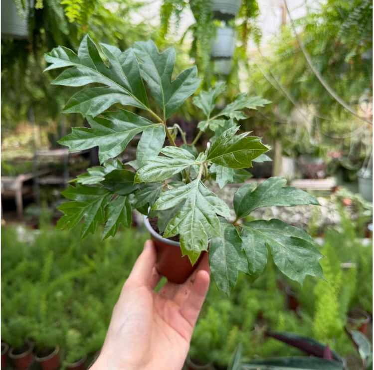 Cissus Rombolistny Ellen Danica Cisus P9