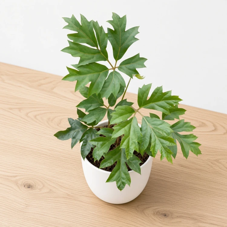 Cissus Rombolistny Ellen Danica Cisus P9