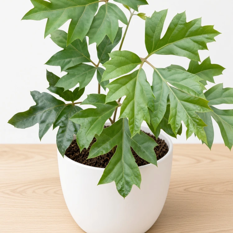 Cissus Rombolistny Ellen Danica Cisus P9