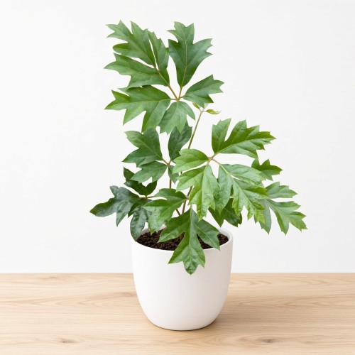 Cissus Rombolistny Ellen Danica Cisus P9