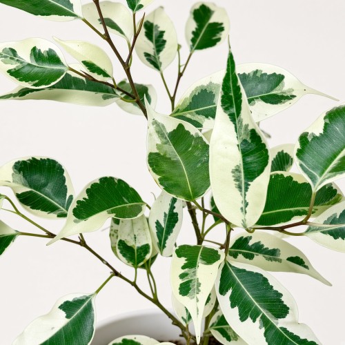 Ficus Benjamina Starlight Fikus P9