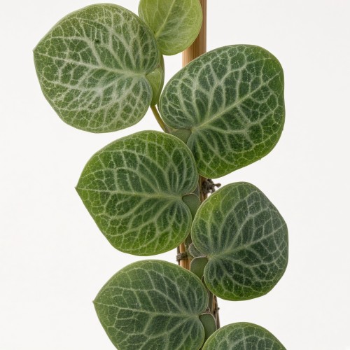 Rhaphidophora cryptantha P9
