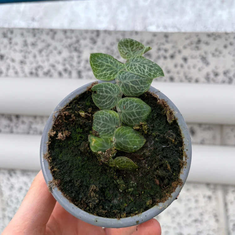 Rhaphidophora cryptantha P9
