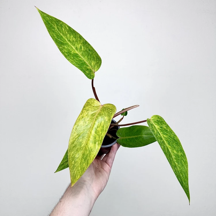 Philodendron Painted Lady Filodendron P9 #5