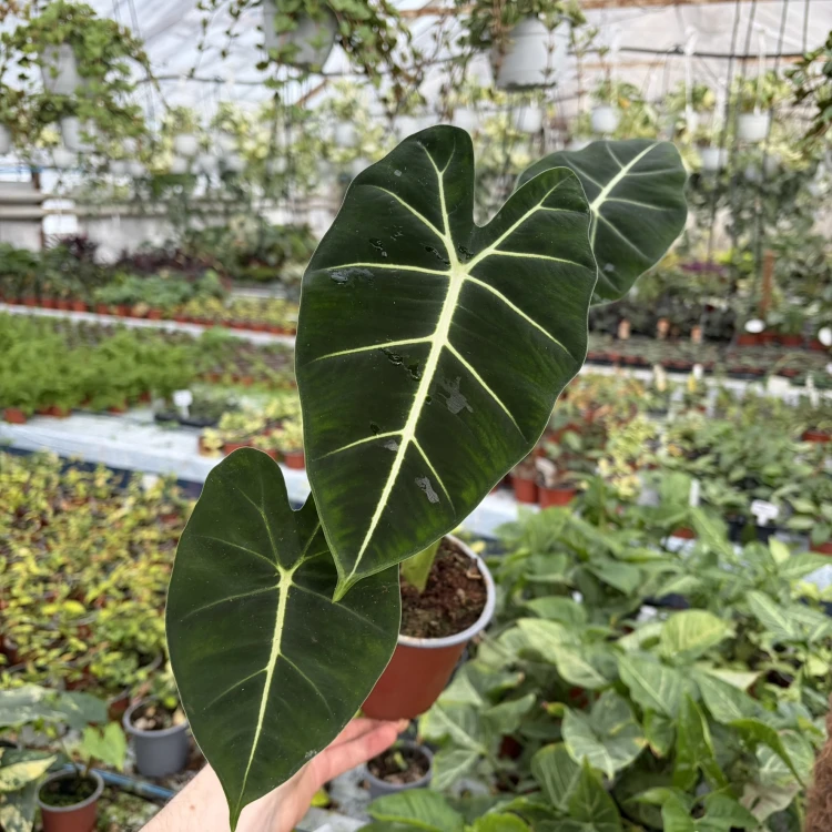 Alocasia micholitziana Frydek Alokazja P12
