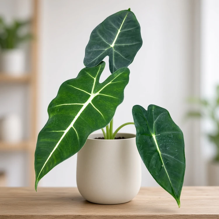 Alocasia micholitziana Frydek Alokazja P12