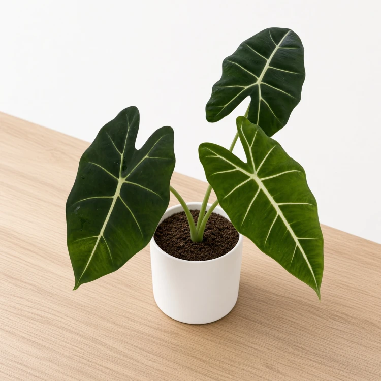 Alocasia micholitziana Frydek Alokazja P12