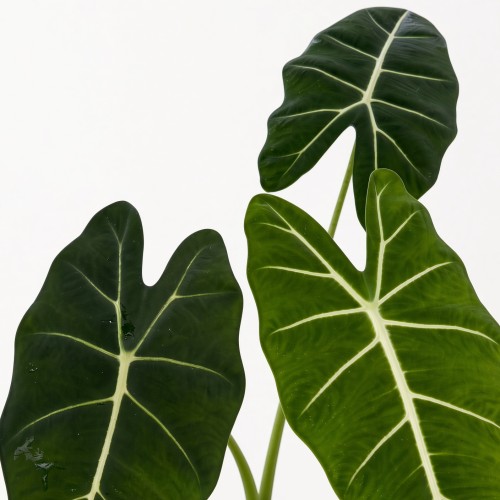 Alocasia micholitziana Frydek Alokazja P12