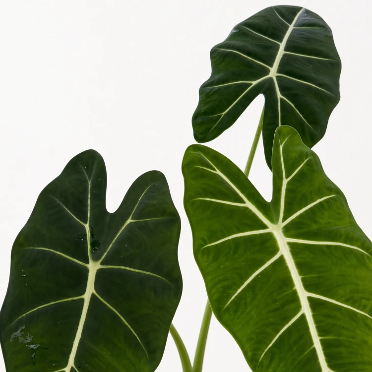 Alocasia micholitziana Frydek Alokazja P12