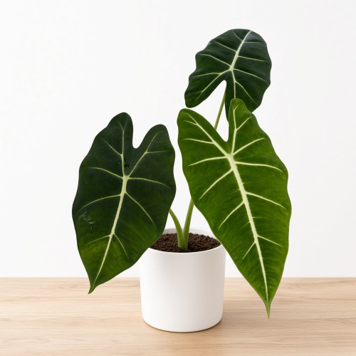 Alocasia micholitziana Frydek Alokazja P12