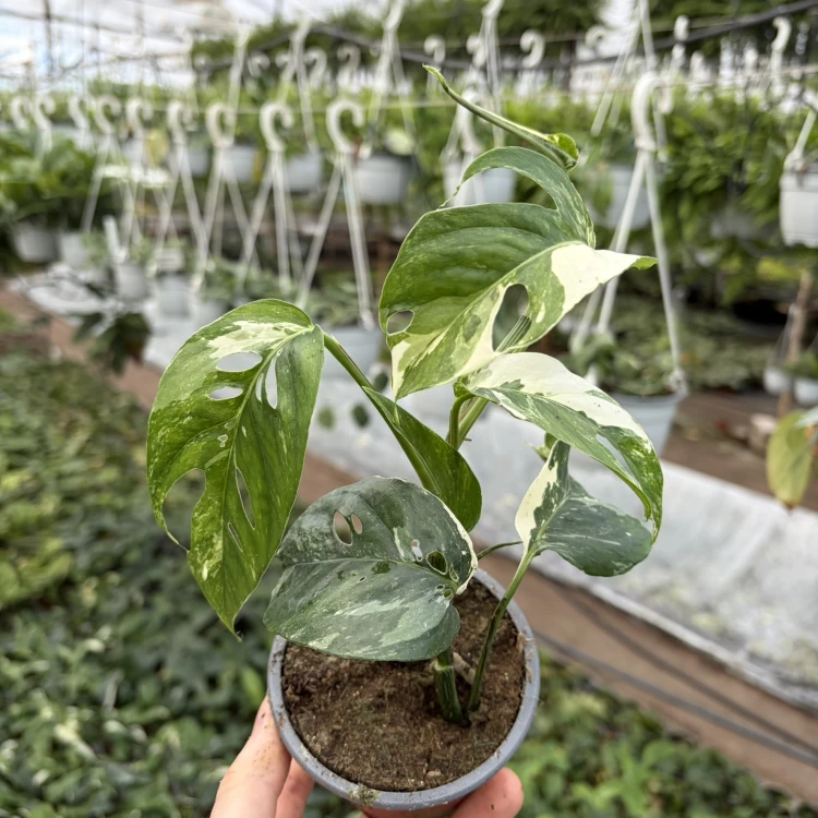 Epipremnum pinnatum Variegata P9