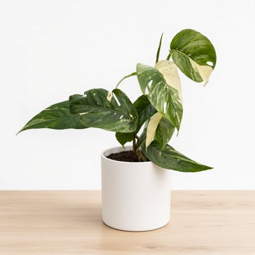 Epipremnum pinnatum Variegata P9