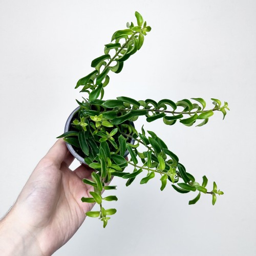 Aeschynanthus Twister Eszynanthus P9 #1