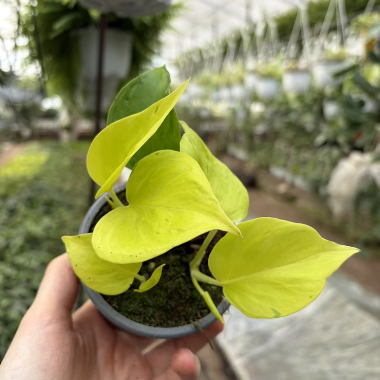 Epipremnum Champs Elysees P9