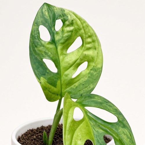 Monstera Adansonii Aurea Variegata P9