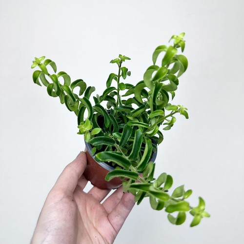 Aeschynanthus Twister Eszynanthus P9 #2