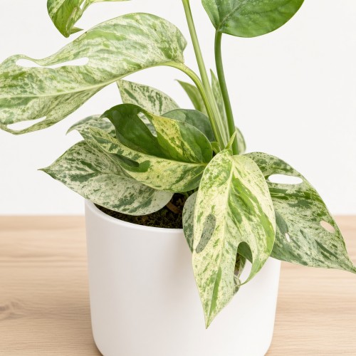 Epipremnum pinnatum Marble King P9