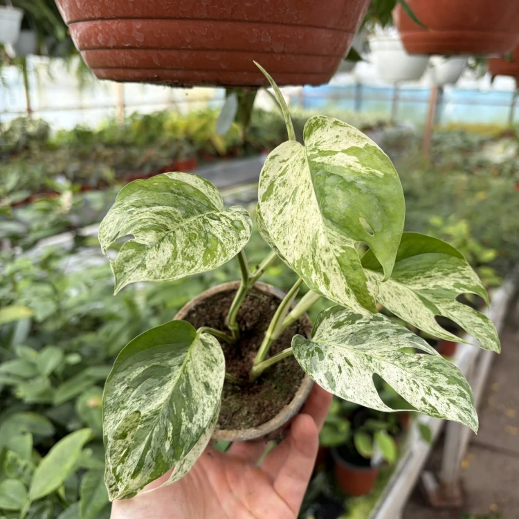 Epipremnum pinnatum Marble King P9